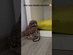 Nicole’s BFF #viralvideo#travel#reels#indonesia#short#funny#funnyvideo#fun#animals#owl#love#moments