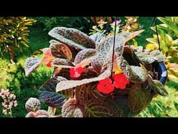 Meu Jardim encantado com muitas Flores.