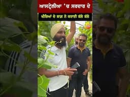 ਖੀਰਿਆਂ ਦੀ ਖੇਤੀ ਕਰ ਸਰਦਾਰ ਨੇ ਕੀਤੀ ਲੱਖਾਂ ਦੀ ਕਮਾਈ | Best method to grow Cucumber Plants | Organic Field