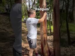 Survival Knowledge #australia #foraging #wildfood #greenberet #bushcraft #survival #ethnobotany