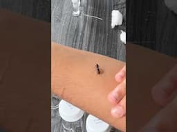 I almost drowned my queen ant🤯🤯