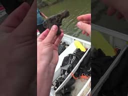 Pulled This Gun from the Water #magnetfishing #crazy #shorts