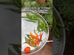 MERA KITCHEN GARDEN #kitchan#garden#veggarden #vegetablegarden #homegardening #veg #harwesting #food