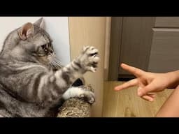 Funny Dogs And Cats Videos 2025 😅 - Best Funniest Animal Videos Of The week