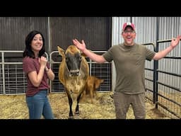 FINALLY Our FIRST BABY Of the YEAR is HERE! (Jersey HighLand Cross) IT'S A...