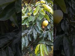Mango 🥭 from a soursop tree? #shorts #food #viralvideo #youtube #youtubevideo