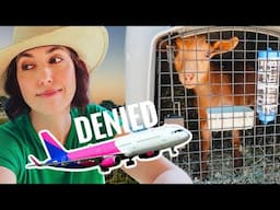 The Baby Goats Couldn’t Fly After All… Here’s Why