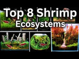 My 8 Best Shrimp Aquarium Ecosystems