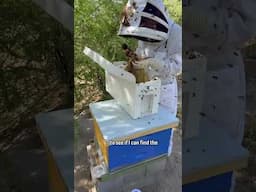 Bee Swarm Hive