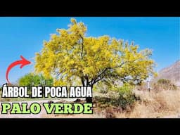 Este Árbol Cambió Mi Forma de Ver el Desierto 🌳🌼