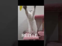 Hello, it's me!