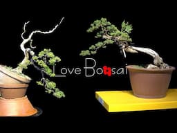 great bonsai bending skills