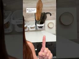 I raised a criminal. A thief. #cat #catmom #catmomlife #catvideos
