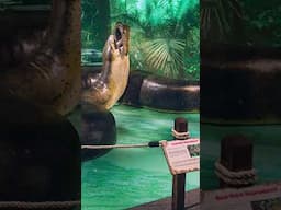 Monster snake # #shorts #snake #ytshorts