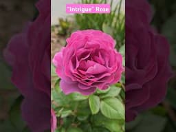 "Intrigue" floribunda Rose
