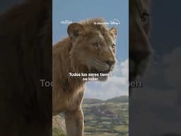 Mufasa: El Rey León | Ya disponible en Disney+