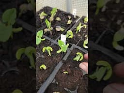 How do oblong seeds and beans grow? #garden #vegetablegardening #heirloomseeds