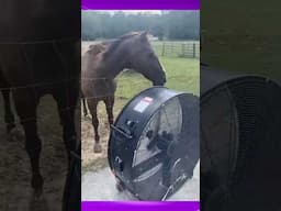 கரண்டு பில்லு‼️😂😭🤣 #horse #funny #comedy #animaldubbingvideos