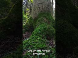 How big can bryophytes get? #bryophytes #nature