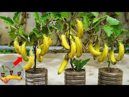 Grow Eggplant at Home with Banana  Surprising Eggplant Growing Method!