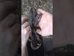 What's in the TREE?!?! Ratsnake Needs to Shed its Skin!