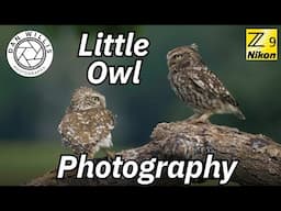 Little Owl Photography at Staffordshire Wildlife Hides