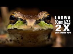 A Late-night Review of the Laowa 90mm f/2.8 2X Ultra-Macro APO