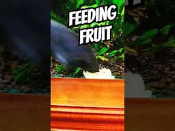 FEEDING Fish FRUIT #exoticaquariumfish #tropicalfishtank #fishaquarium #fishtank #aquarium