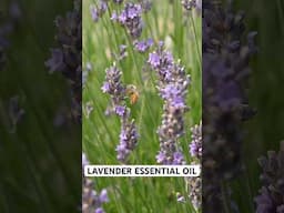How to Make Your Own Essential Oils by Steam Distilling