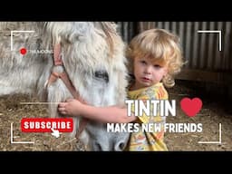 "Transforming Sadness: Our Old Donkey Finds New Friends!"