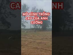 mô hình kinh tế trồng cau xuất khẩu
