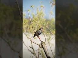 What It Means Spiritually When You See a Dead Bird #bird #spirituality #spiritualanimals