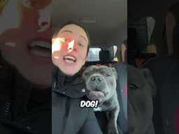 This Dog Kept Imitating His Mom! (@enzothebluestaffordshire)