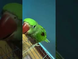 parrot: the don #petbirds #parrot #birds #pets