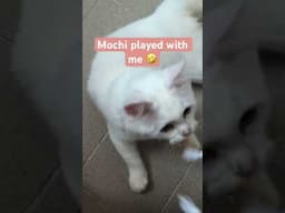 Mochi  loves to play #furparents #kitten