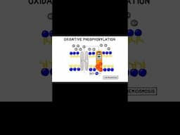 What is cellular respiration, simply? #biology #chemistry