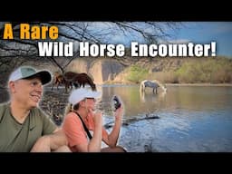 Magical Encounter with Arizona's Salt River Wild Horses | Tonto National Forest