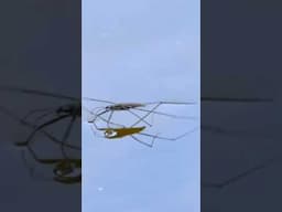 Surface Tension Is Like Real Life Magic!