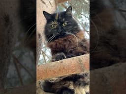 Fir tree fluffy cat climbs up
