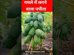 गमले में लगने वाला पपीता | Best Papaya Seed