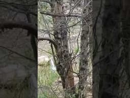 Woman Runs Upon a Troll-Like Creature on Mogollon Rim  #skunkape #mogollonmonster #bigfoot