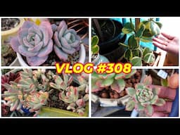 NO NEED TO RE-POT THESE SUCCULENTS | VLOG #308 - Growing Succulents with LizK