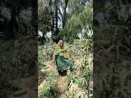 Eid Ki Tayari #rabiaahmadvlogs #villagelife #vlog #Viral #Villagefamily