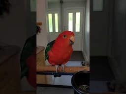 These 3 Parrots Make ME Smile #birds #Parrots