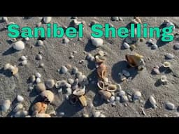 Shelling On Sanibel Island - Huge Shell Pile At The Island Inn