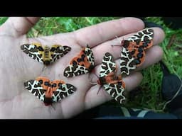 How I farmed a bunch of GARDEN TIGER MOTHS (Arctia caja)