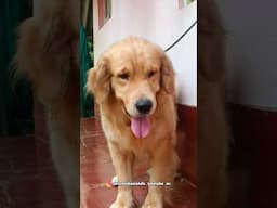 My Cute Golden retriever #dog #cutedog