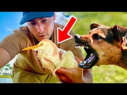 RESCUED HELPLESS BIRD ATTACKED BY DOGS !!! WHAT HAPPENS ?!