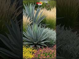 Ultimate Guide to Xeriscape Garden Landscaping for Low-Water Beauty #fyp #ytshorts #xeriscaping