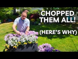 How To Get More Flowers From Pericallis This Spring!
